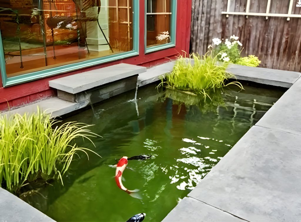 Modern backyard pond with red and white koi fish, aquatic plants, concrete decking, and contemporary house architecture