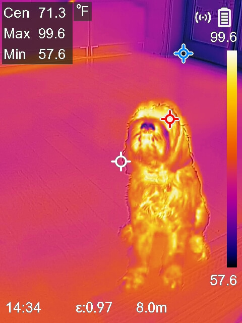 Thermal of Ollie